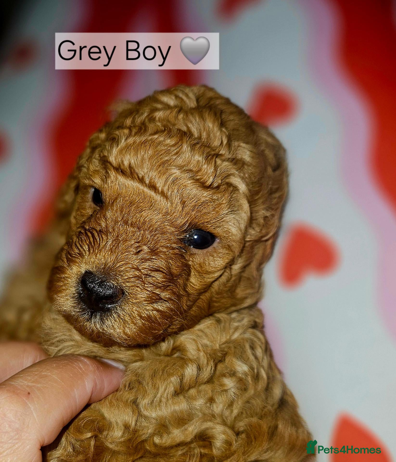 Toy Poodle dogs Licensed breeder, kc fox red toy poodles - Advert 1