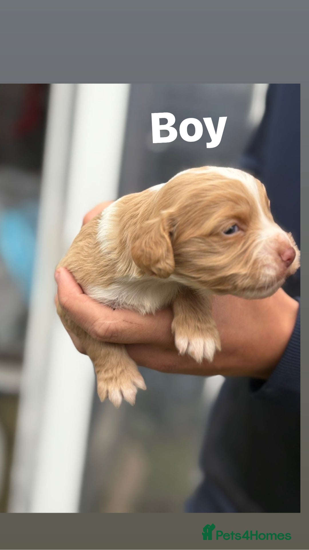 Cocker Spaniel dogs for sale: Cocker spaniel pups - Image 4