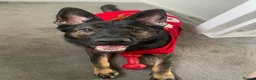 German Shepherd dogs for sale: Queenie 2 year old GS - Advert 5