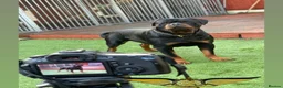 Rottweiler dogs for stud: Rottweiler import Stud (BIG DADDY BRUNO) in Liverpool - Advert 18