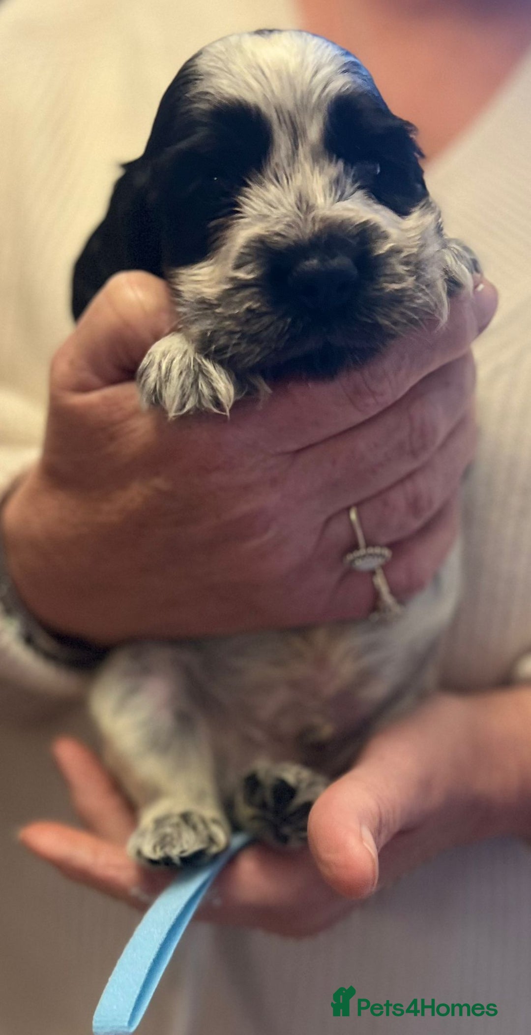 Cocker Spaniel dogs for sale: Show type Cocker Spaniel Pups for sale - Image 8