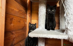 British Shorthair cats for sale: Kittens for forever homes - Image 11