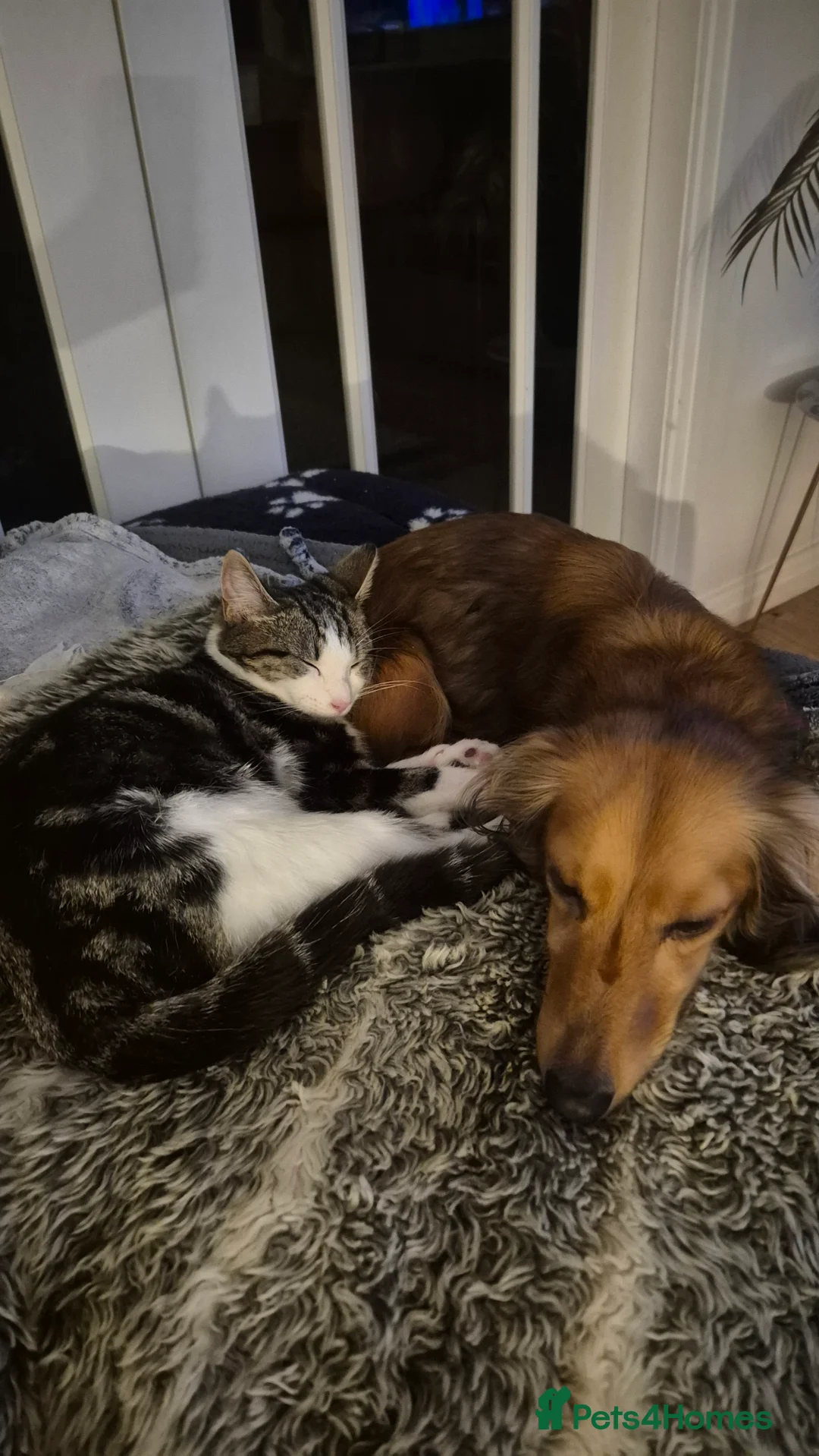 Mixed Breed cats for sale: Stunning 6 month female tabby - Advert 6