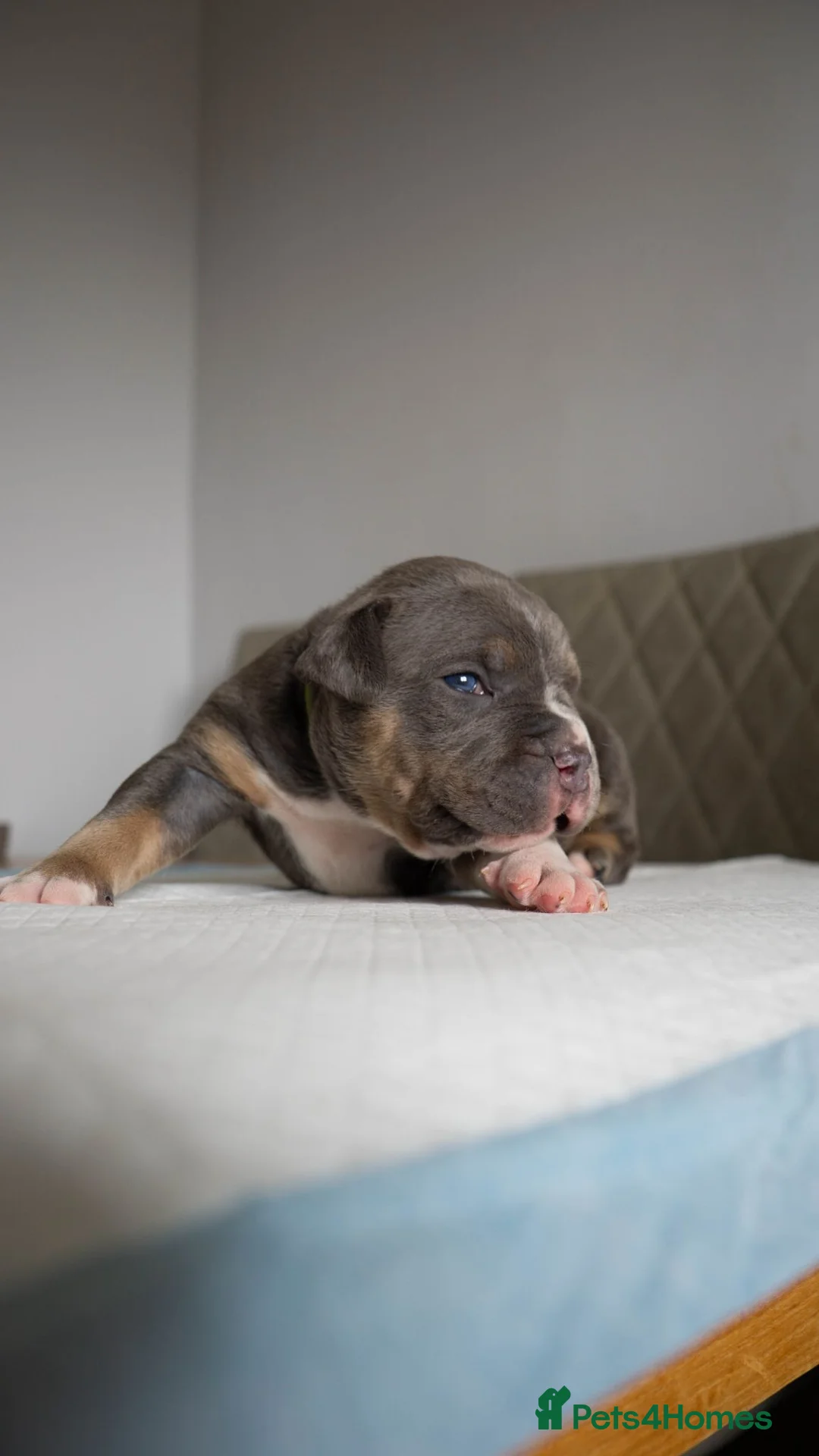 American Bully dogs for sale: Pocket Bully Puppies available in Penrith - Advert 2