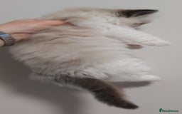 Ragdoll cats for sale: RAGDOLLS BICOLOUR BOY GIRLS BLUE EYES READY NOW  - Advert 5