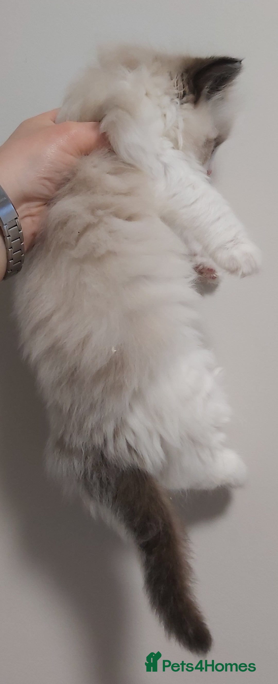 Ragdoll cats for sale: RAGDOLLS BICOLOUR BOY GIRLS BLUE EYES READY NOW  - Advert 5