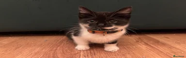 Minnie - Orange Collar