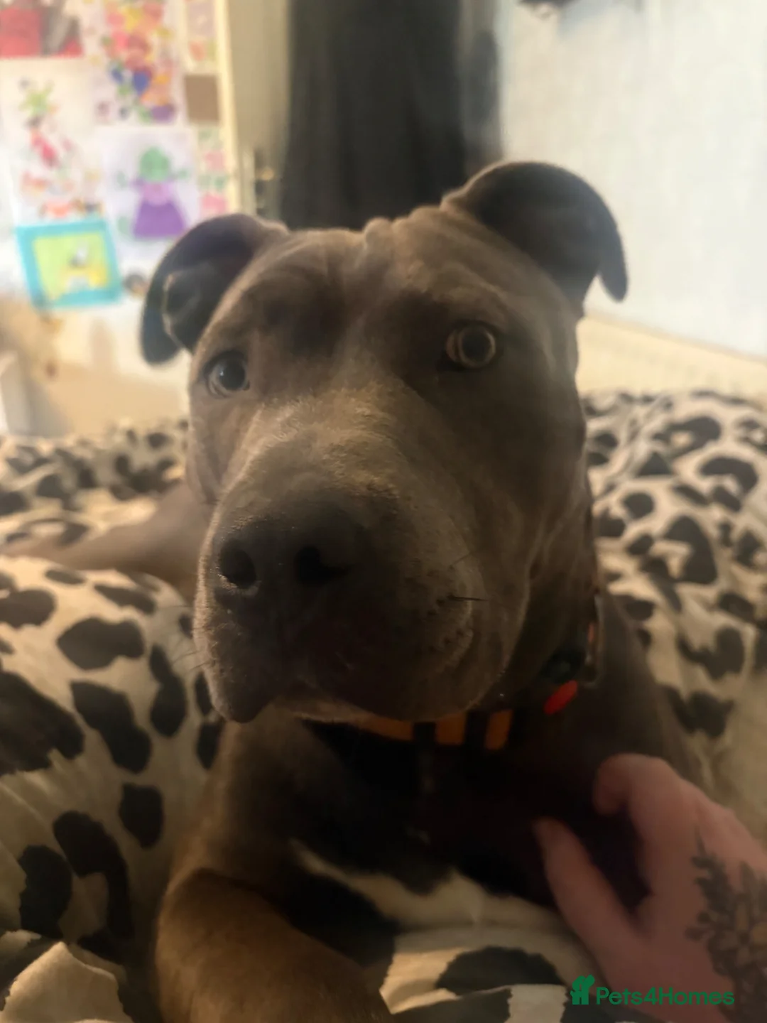 American Bull Staffy dogs for sale: blue staffy  - Advert 2