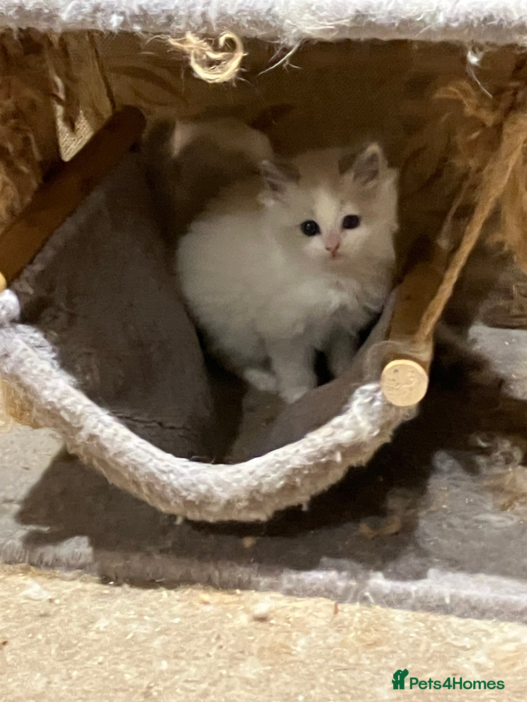 Ragdoll cats for sale: Stunning pure Ragdolls  - Advert 20