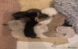 Mixed Breed cats for sale: Last little girl wanting forever home - Advert 12