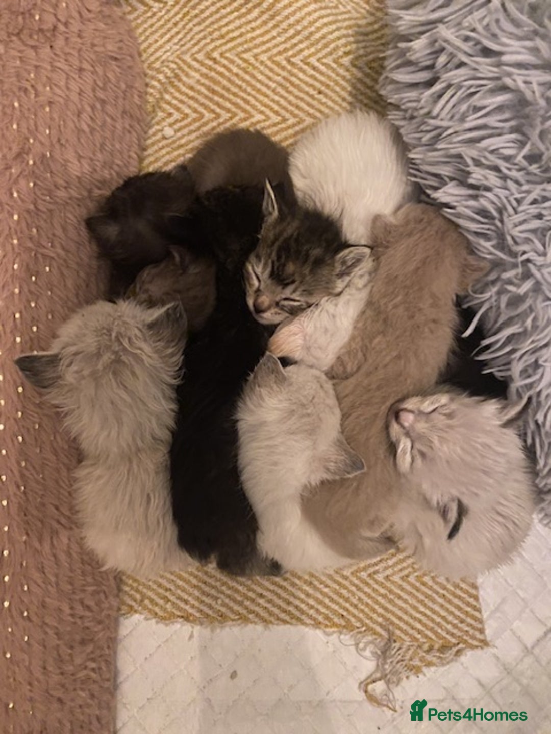 Mixed Breed cats for sale: Last little girl wanting forever home - Advert 12