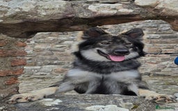 Mixed Breed dogs for sale: Inuit Wolfdog - Image 1