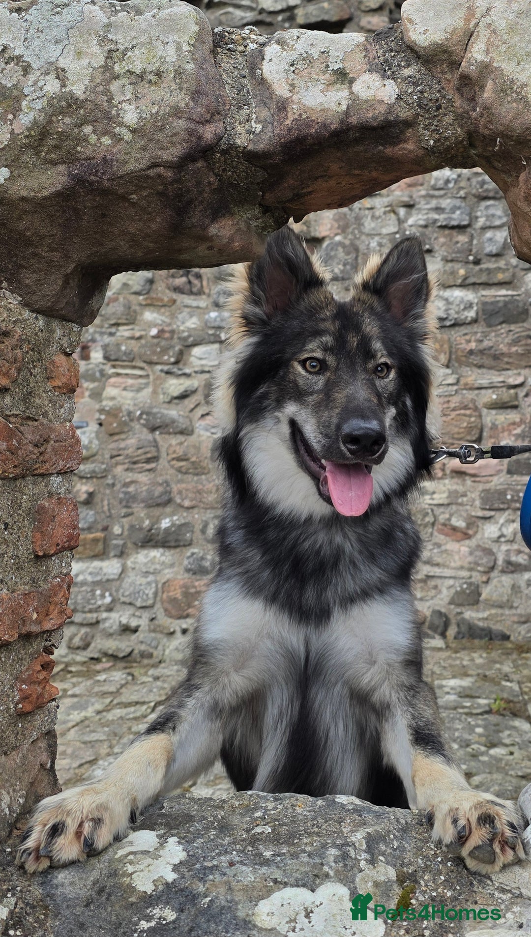 Mixed Breed dogs for sale: Inuit Wolfdog - Image 1