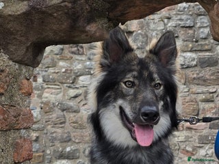 Mixed Breed dogs - Advert 24