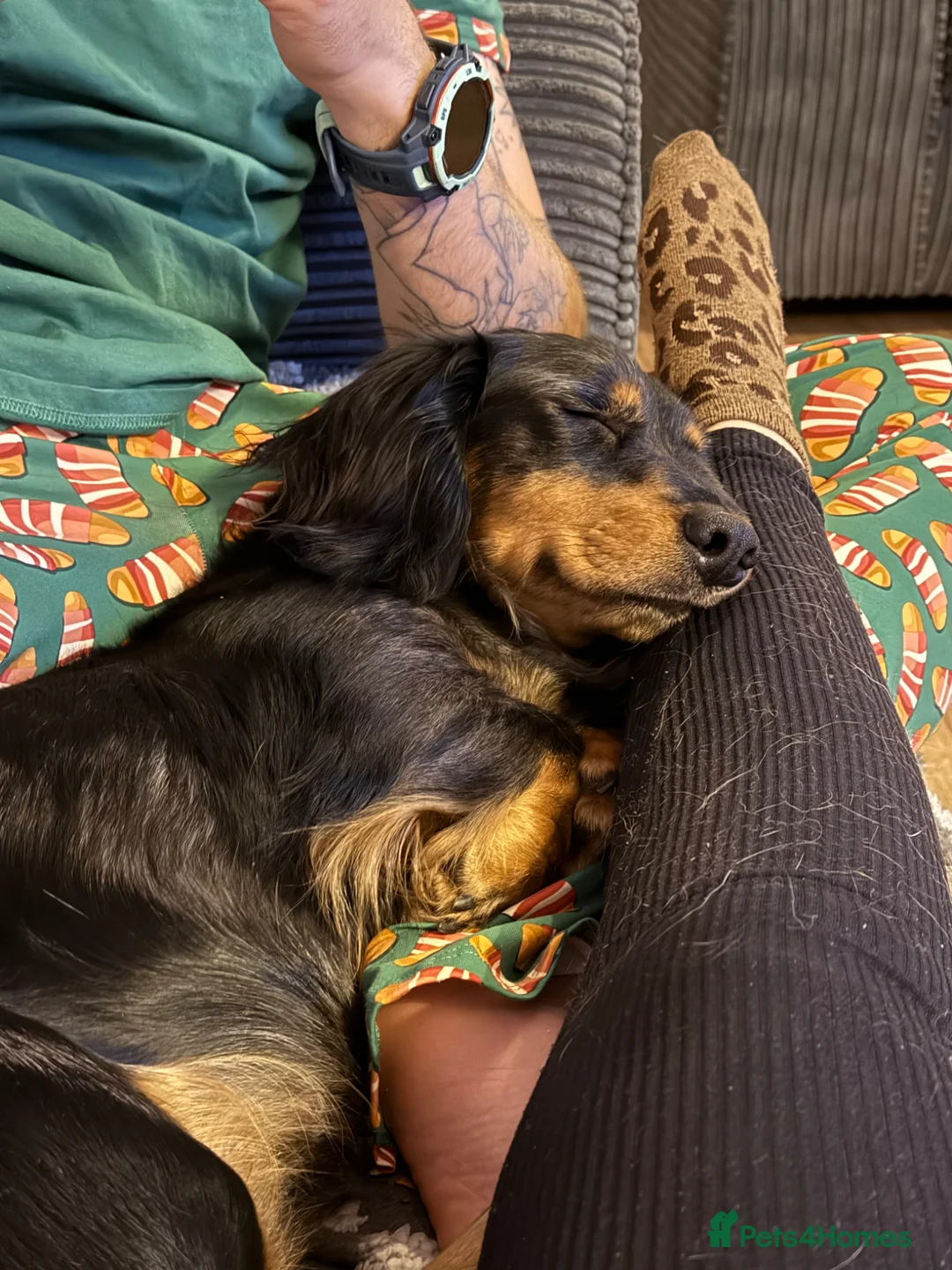 Dachshund dogs for sale: Sweet & Confident 7 Month Dachshund Girl - Advert 2
