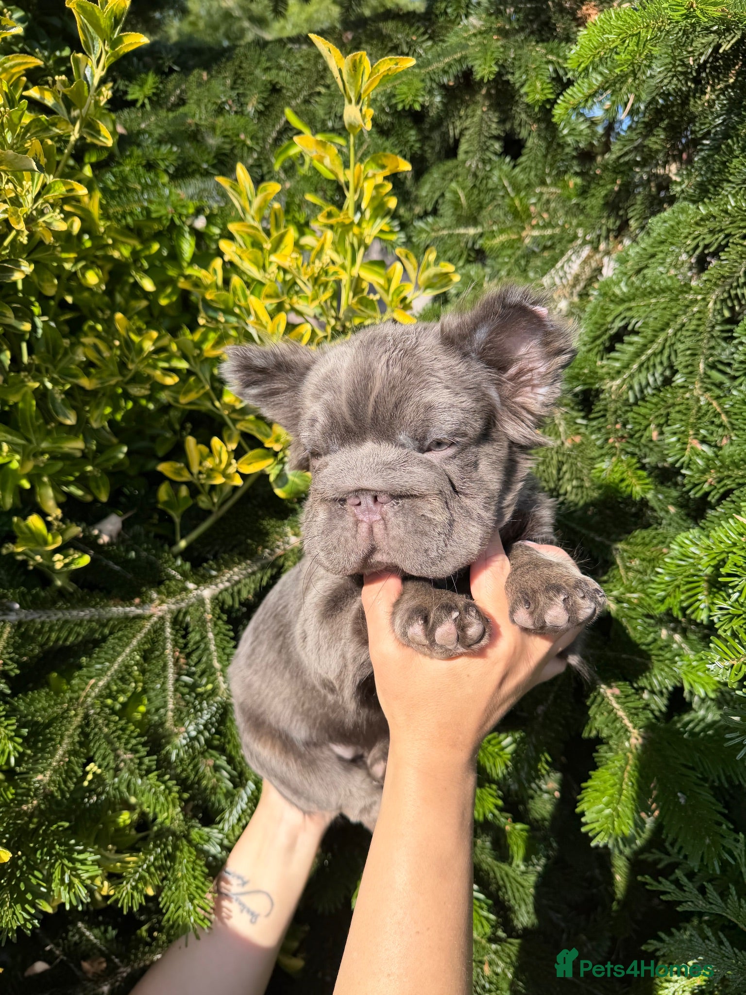 French Bulldog dogs French Bulldogs  ONLY GIRL LEFT  - Advert 18