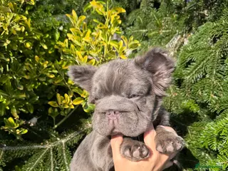 French Bulldog dogs French Bulldogs ONLY GIRL LEFT - Advert 18
