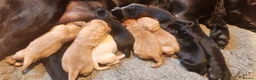 Labrador Retriever dogs for sale: Beautiful Labrador puppies - Advert 4