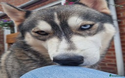 Siberian Husky dogs for sale: JAX- 4 YEAR OLD - Advert 1