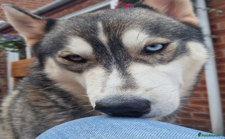 Siberian Husky dogs JAX- 4 YEAR OLD - Advert 1