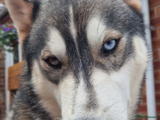 Siberian Husky dogs for sale: JAX- 4 YEAR OLD - Advert 1