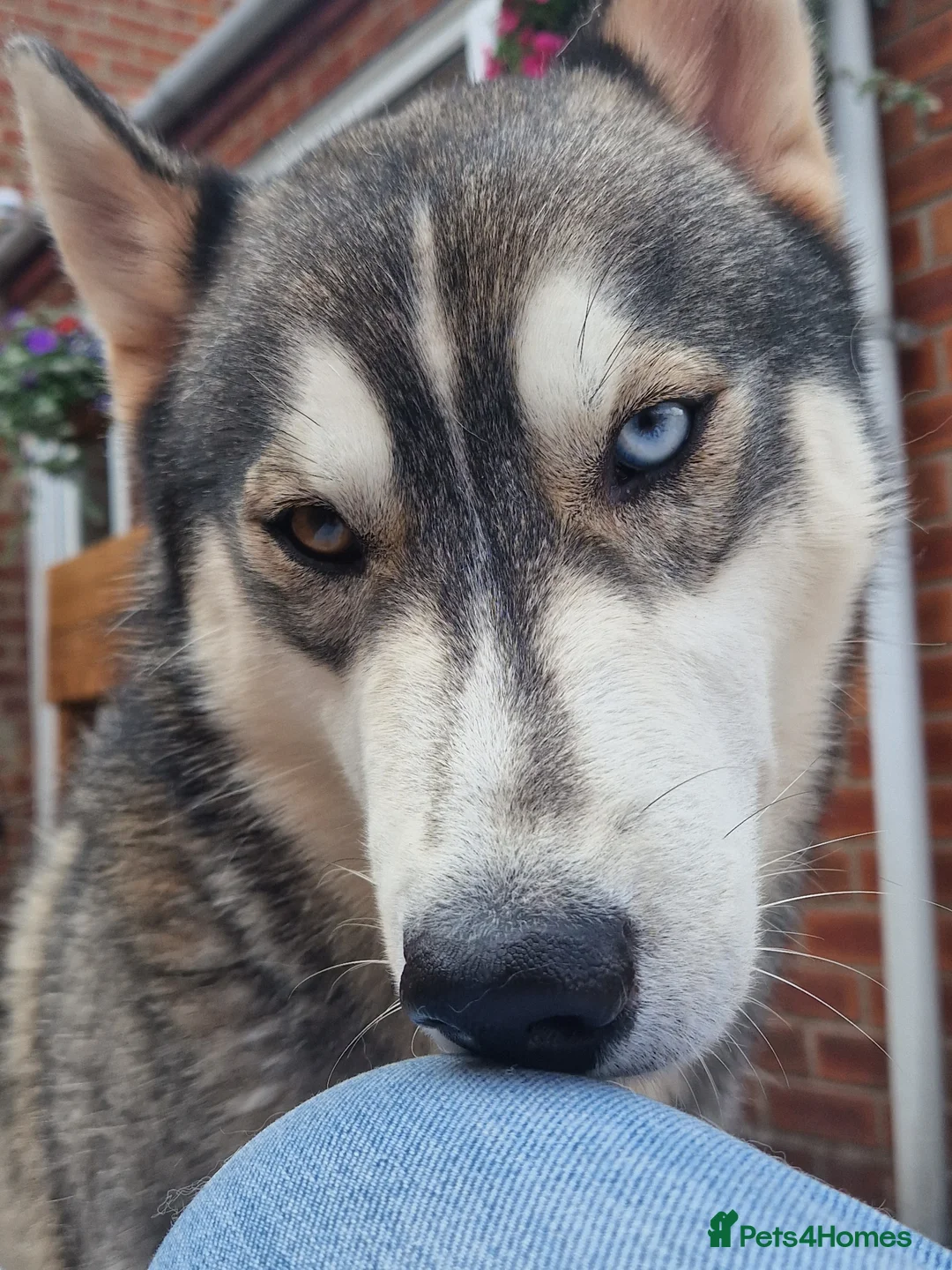 Siberian Husky dogs for sale: JAX- 5 YEAR OLD,  Willow- 5 year old - Advert 1