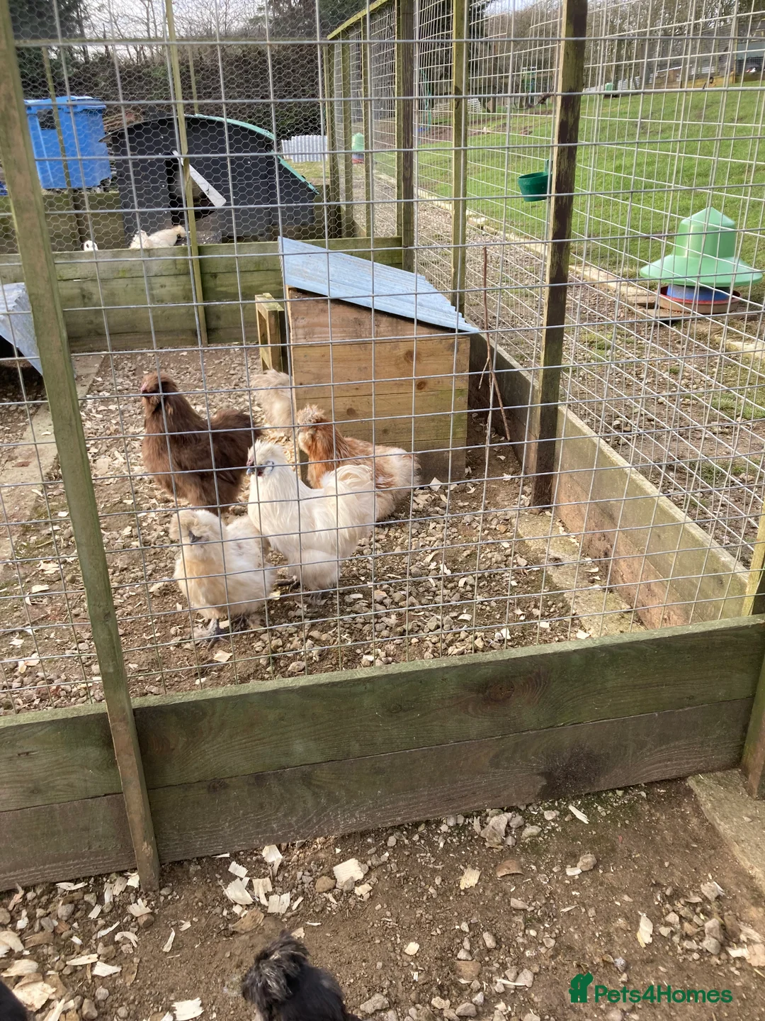 Chickens poultry for sale: Silkies mixed colours - Advert 9