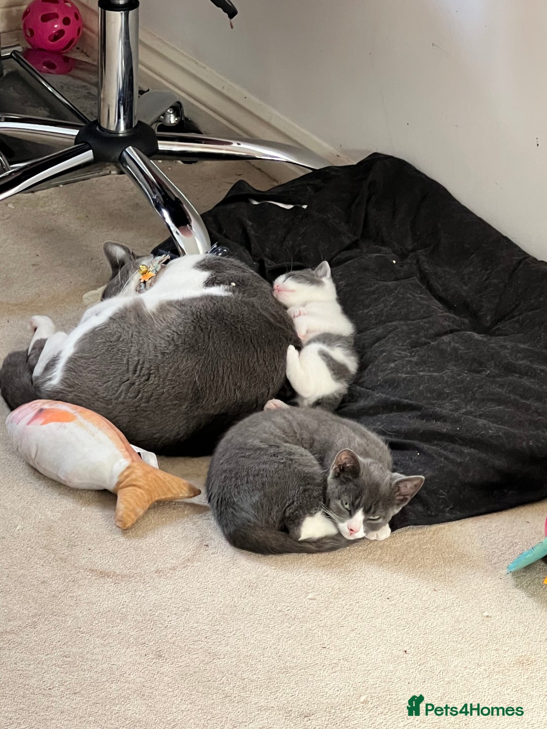 British Shorthair cats for sale: Blue and white kitten  - Advert 3