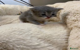 British Shorthair cats for sale: Rag doll cross breads  - Image 2