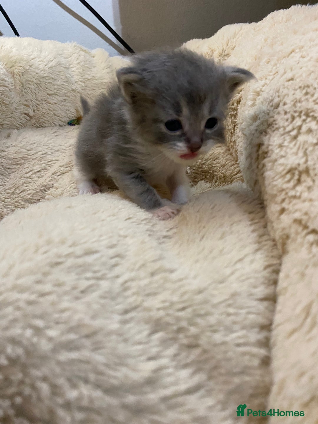 British Shorthair cats for sale: Rag doll cross breads  - Image 2