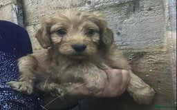 Cockapoo dogs for sale: F2B Cockapoo Puppies - Image 1