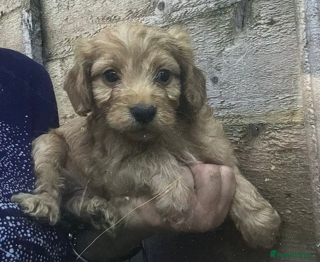 Cockapoo dogs for sale: F2B Cockapoo Puppies - Image 1