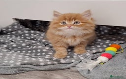 Maine Coon cats for sale: Absolutely Stunning Part Maine Coon Kittens - Advert 17