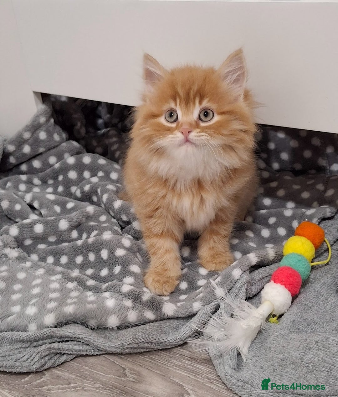 Maine Coon cats for sale: Absolutely Stunning Part Maine Coon Kittens - Advert 17