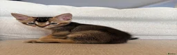 Mixed Breed cats for sale: Handsome Abyssinian Mix Boy | Home Raised - Advert 8