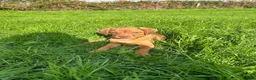Mixed Breed dogs for sale: Miniature Rhodesian cross pups - Advert 10