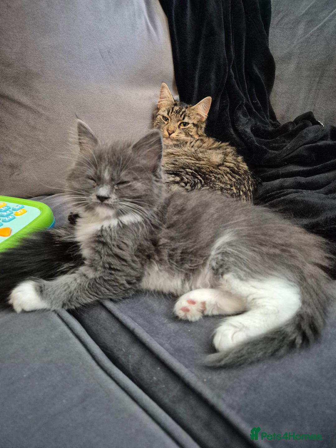 Maine Coon cats for sale: Maine Coon cross - Advert 2