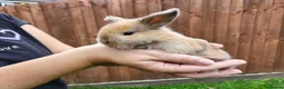 Mini Lop rabbits for sale: Beautiful mini lops - Advert 30