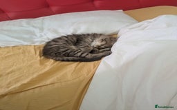 Domestic Shorthair cats for sale: Kind Homes Only – 4 Beautiful Healthy Kittens in Edgware - Image 38