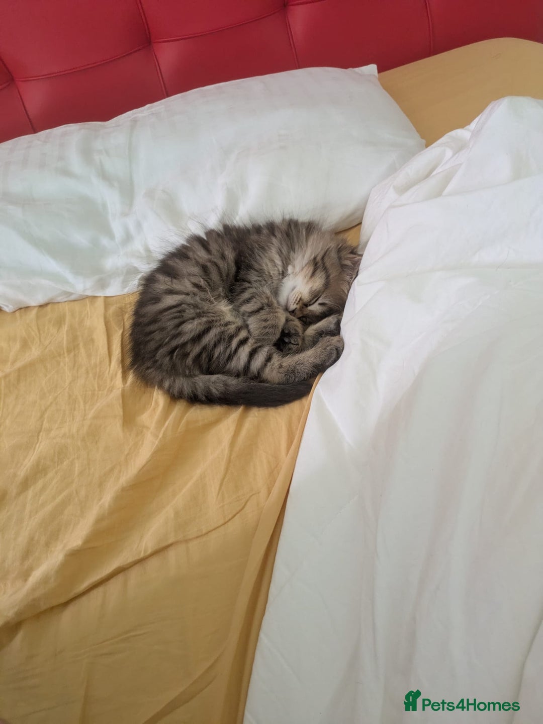 Domestic Shorthair cats for sale: Kind Homes Only – 4 Beautiful Healthy Kittens in Edgware - Image 38
