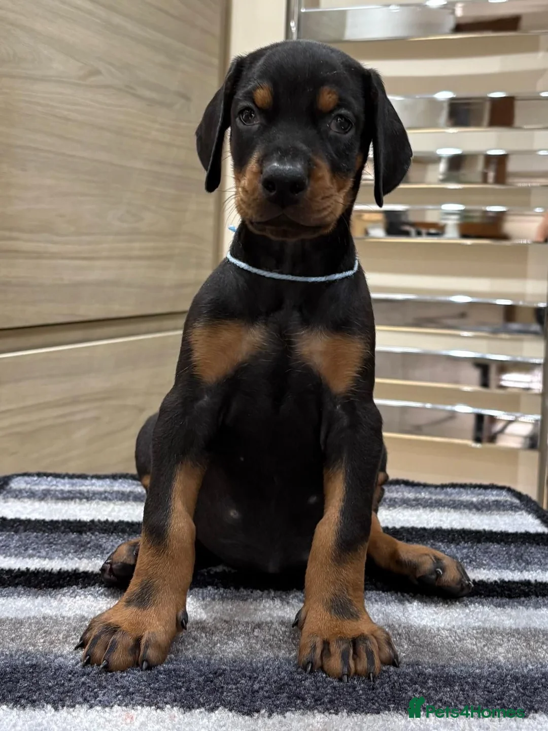 Dobermann dogs for sale: Top Quality Dobermann Puppies Available - Advert 17