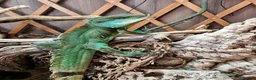 Dragon reptiles for sale: Chinese water dragon. in Bournemouth - Advert 3