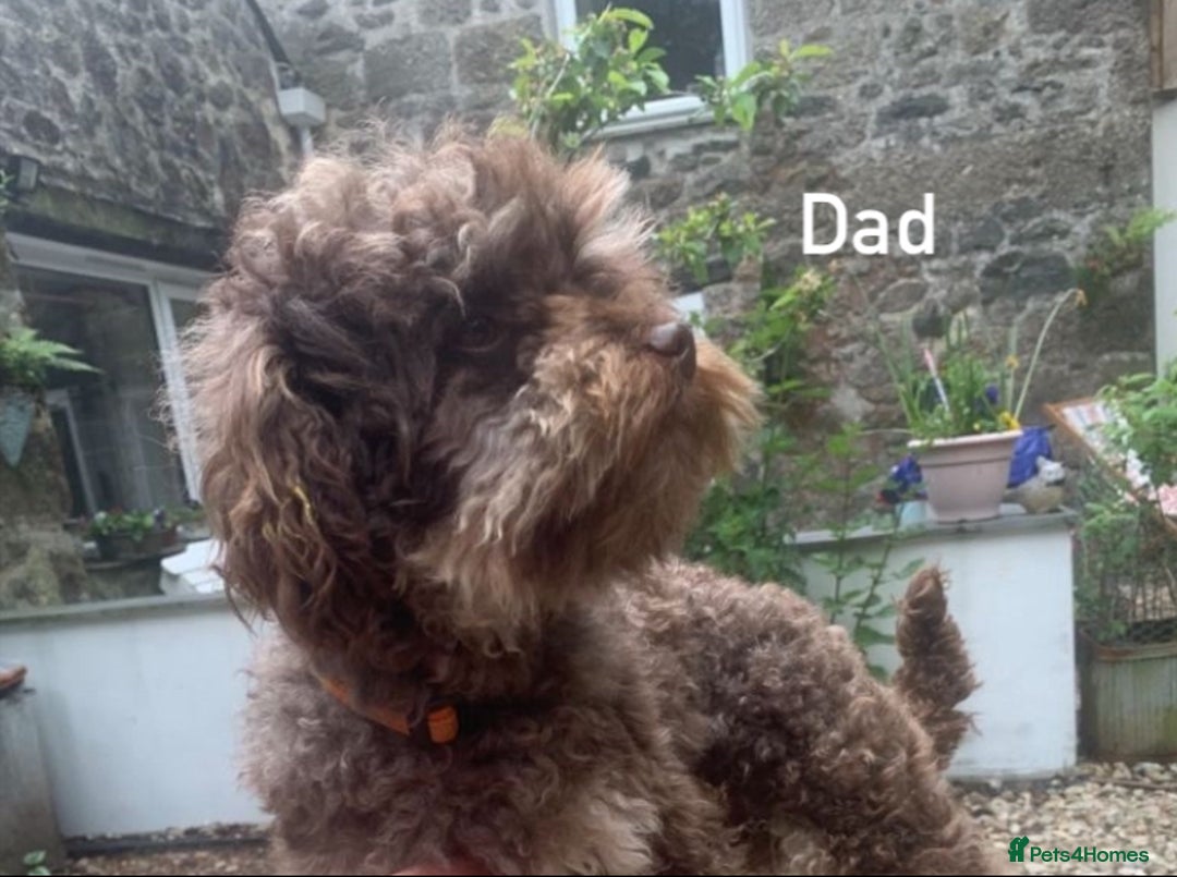 Maltipoo dogs for sale: F1 Maltipoo boy ready now  - Image 4
