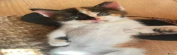 Mixed Breed cats for sale: Kittens  in Bristol - Advert 3