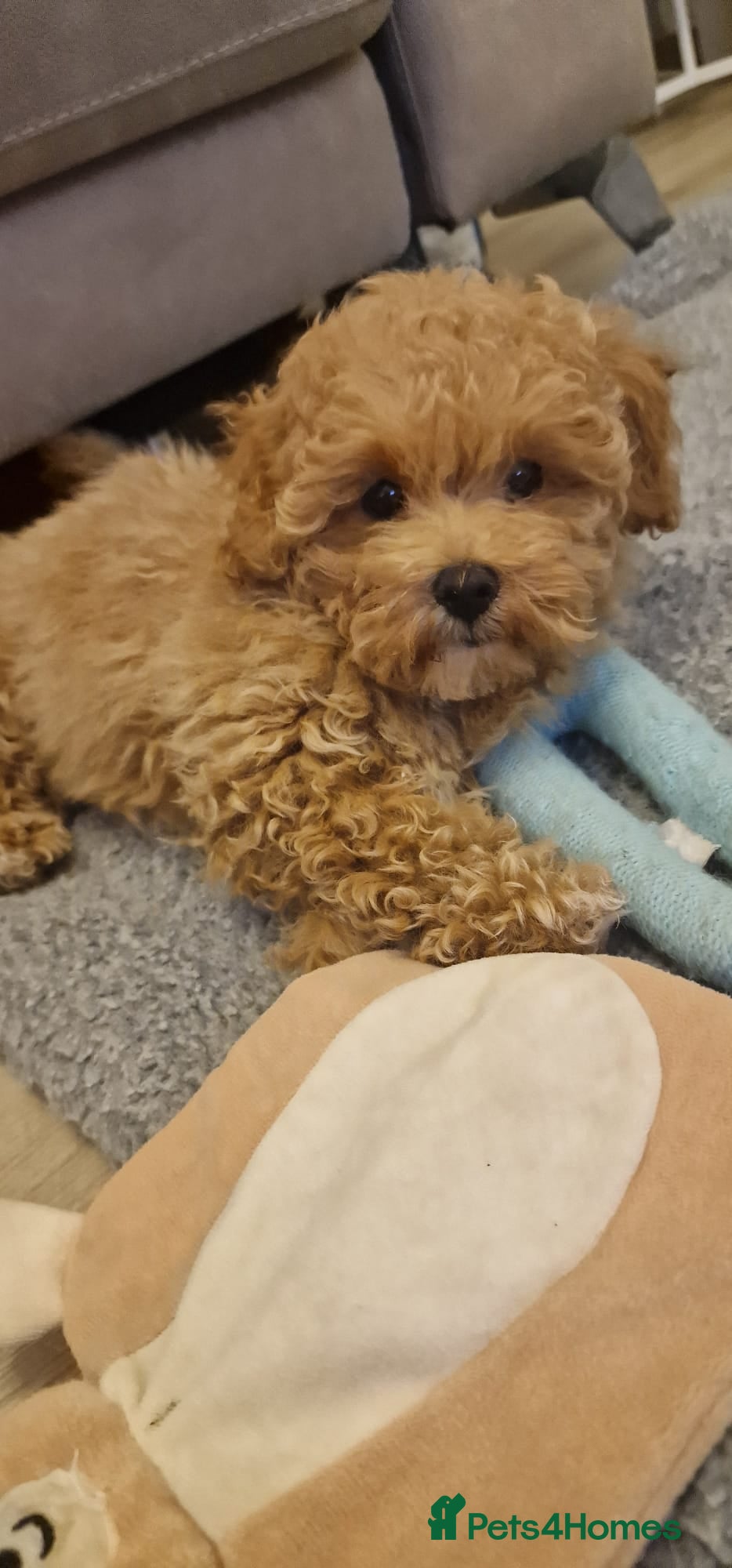 Maltipoo dogs Maltipoo - Advert 7