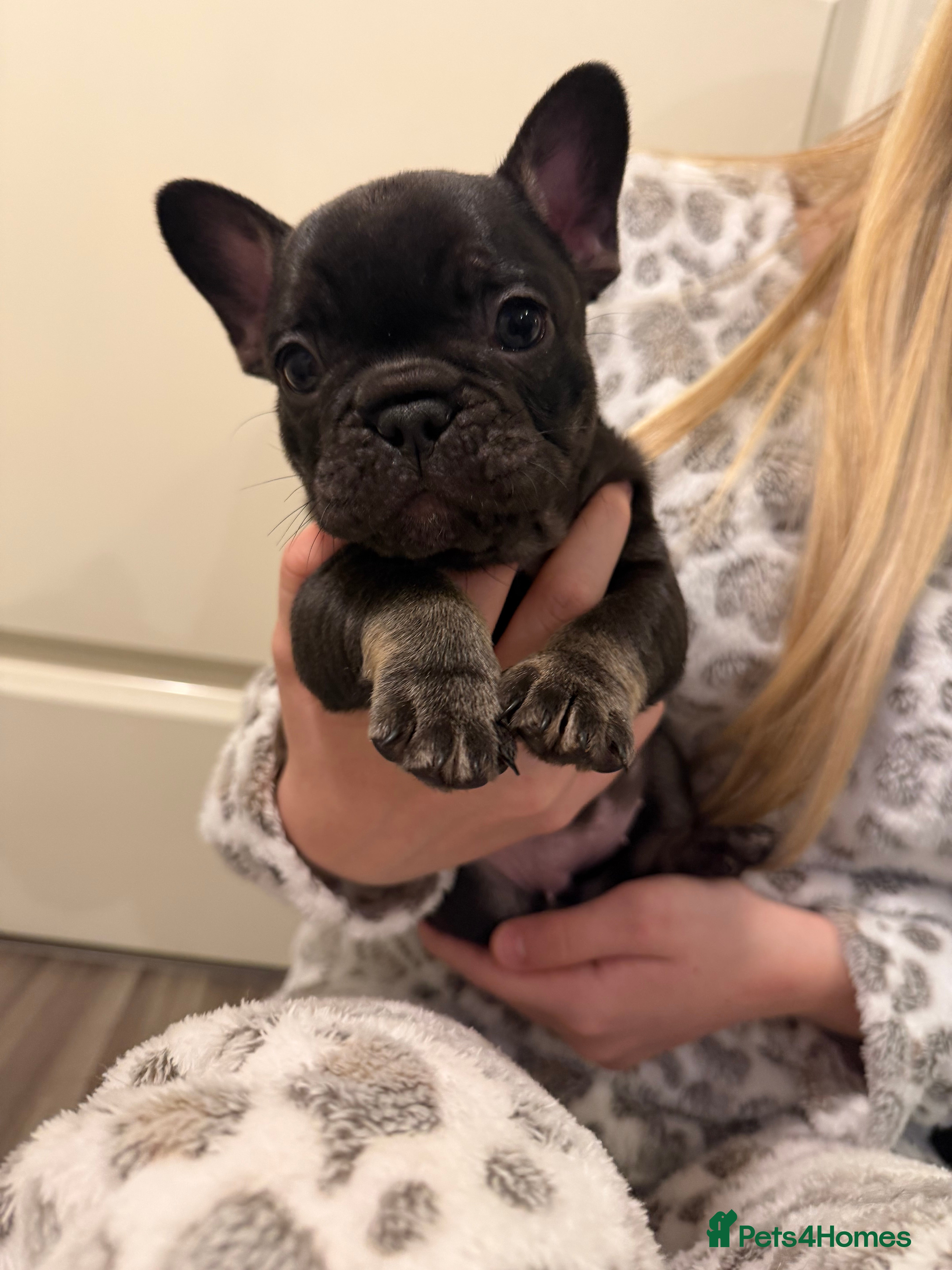 French Bulldog dogs KC REGISTERED French bull dog puppies READY NOW - Advert 14