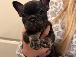 French Bulldog dogs KC REGISTERED French bull dog puppies READY NOW - Advert 14