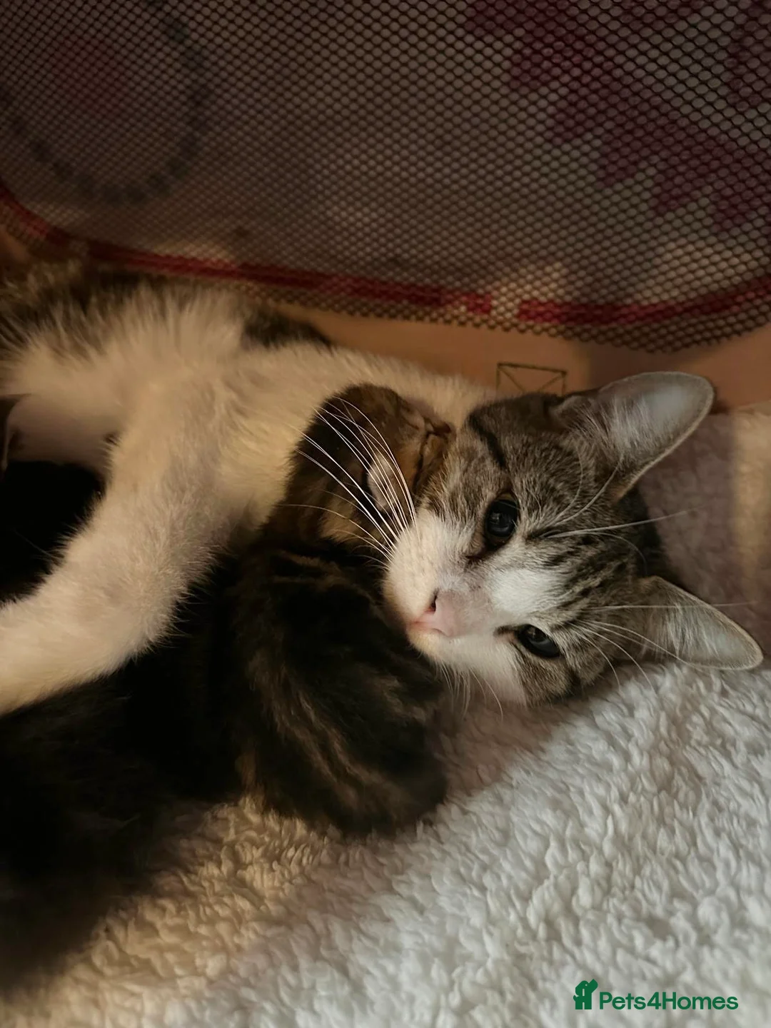 Manx cats for sale: RELISTED Manx x Persian kittens - Advert 2