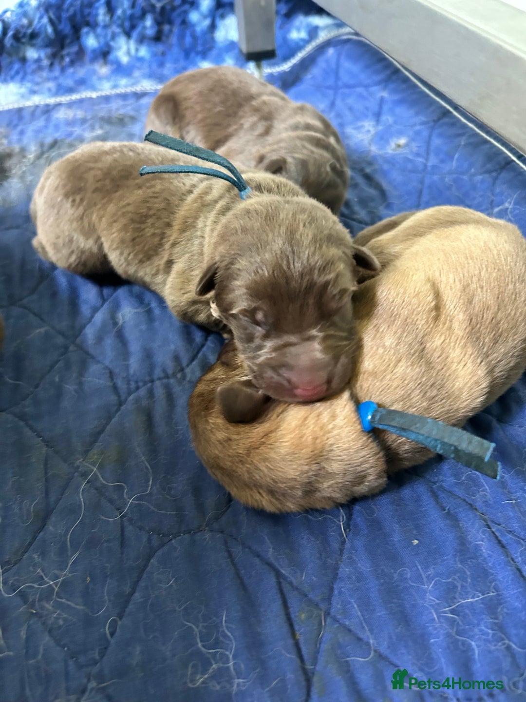 German Shepherd dogs for sale: German shepherd puppies health tested kc reg  in Honiton - Image 9