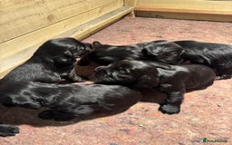 Cocker Spaniel dogs for sale: Gorgeous Cocker spaniel puppies for sale  - Image 7